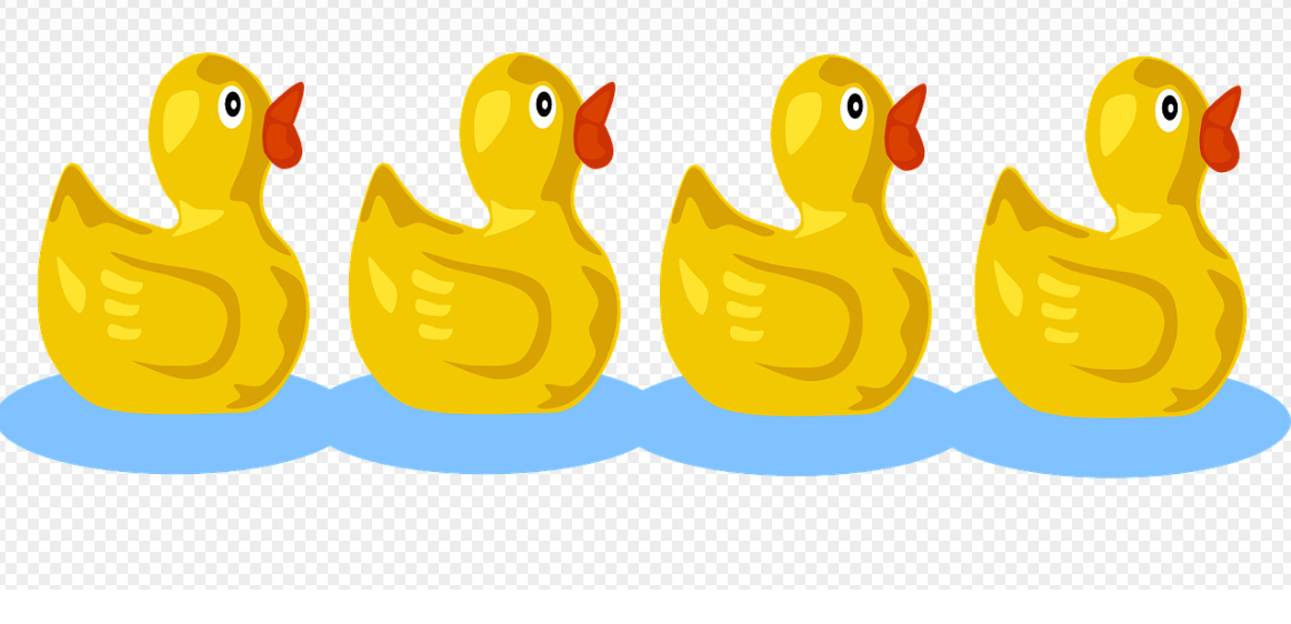 우리 병아리들 잘 키워요