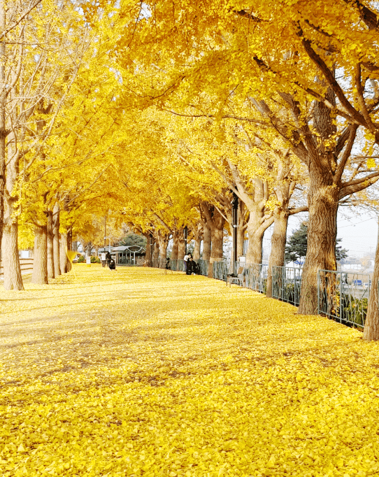 곡교천은행나무길