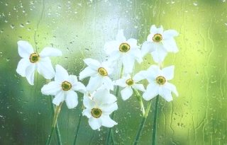 곡우 뜻 ❘ 24절기 정리