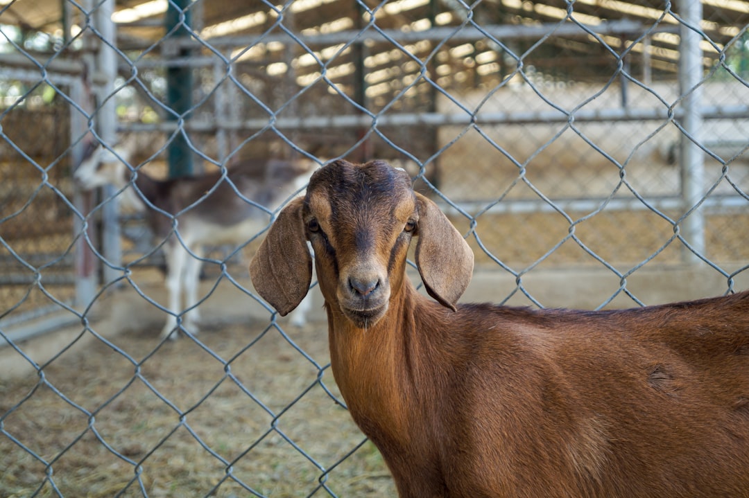 Livestock