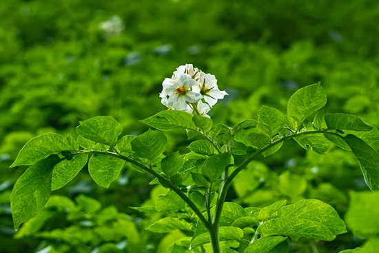 감자, 특성/용도/건강상이점/심는시기/추비/순치기/수확시기/보관법