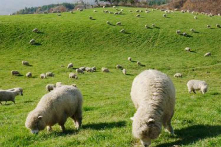 대관령 양떼목장