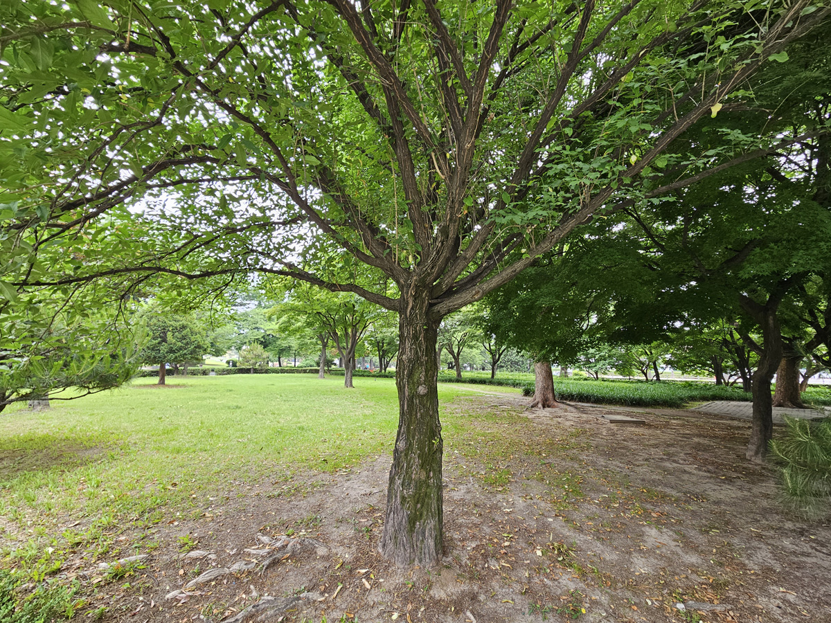 참빗살나무 수피2