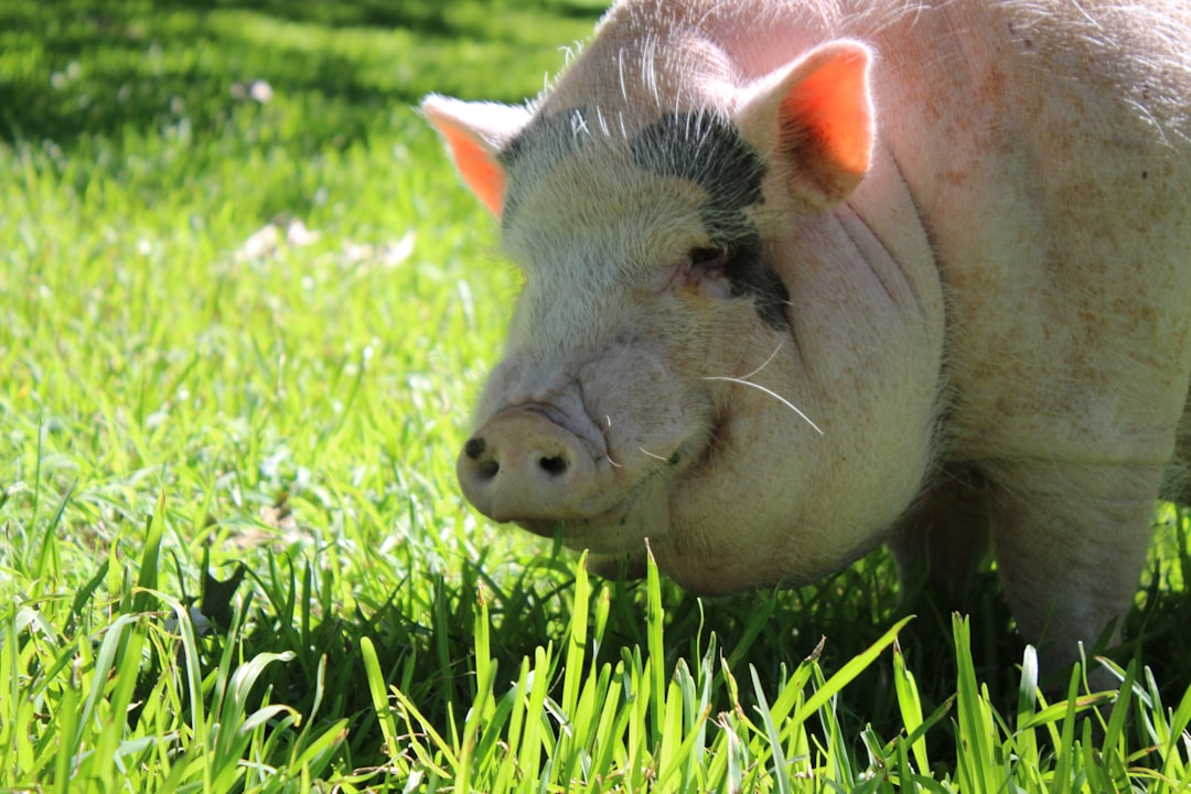 Pig