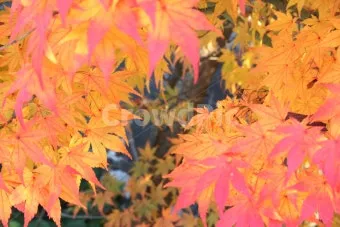 가을 단풍여행 베스트 명소 시니어 추천 코스 완벽 가이드_12