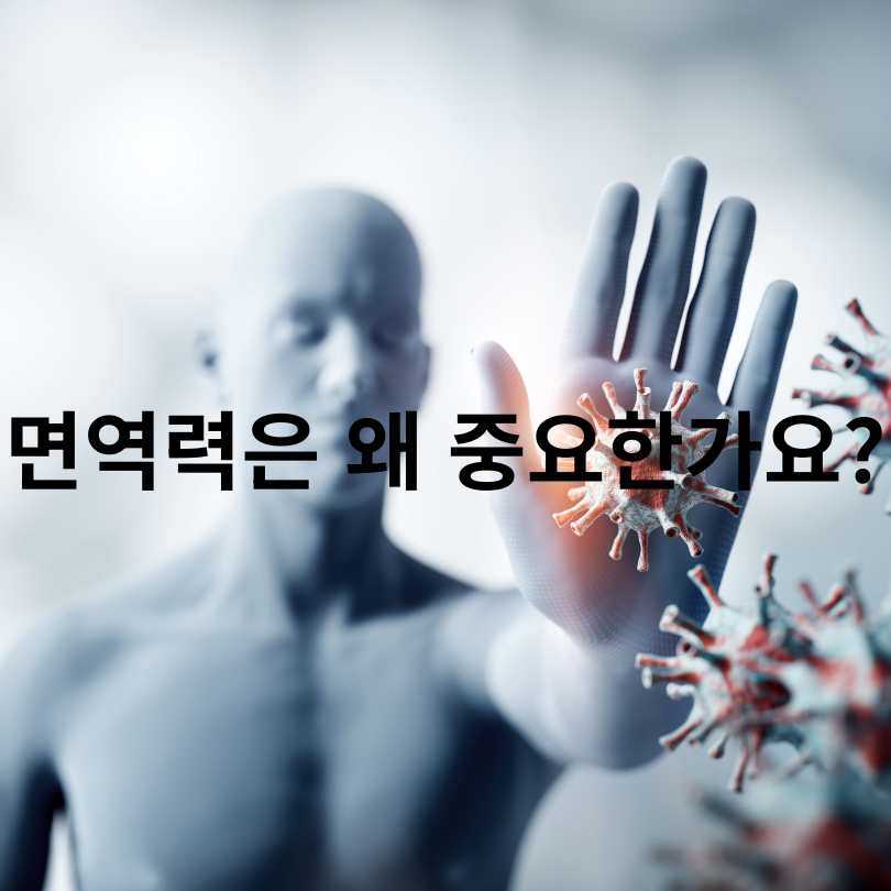 면역력 높이는 영양제 추천