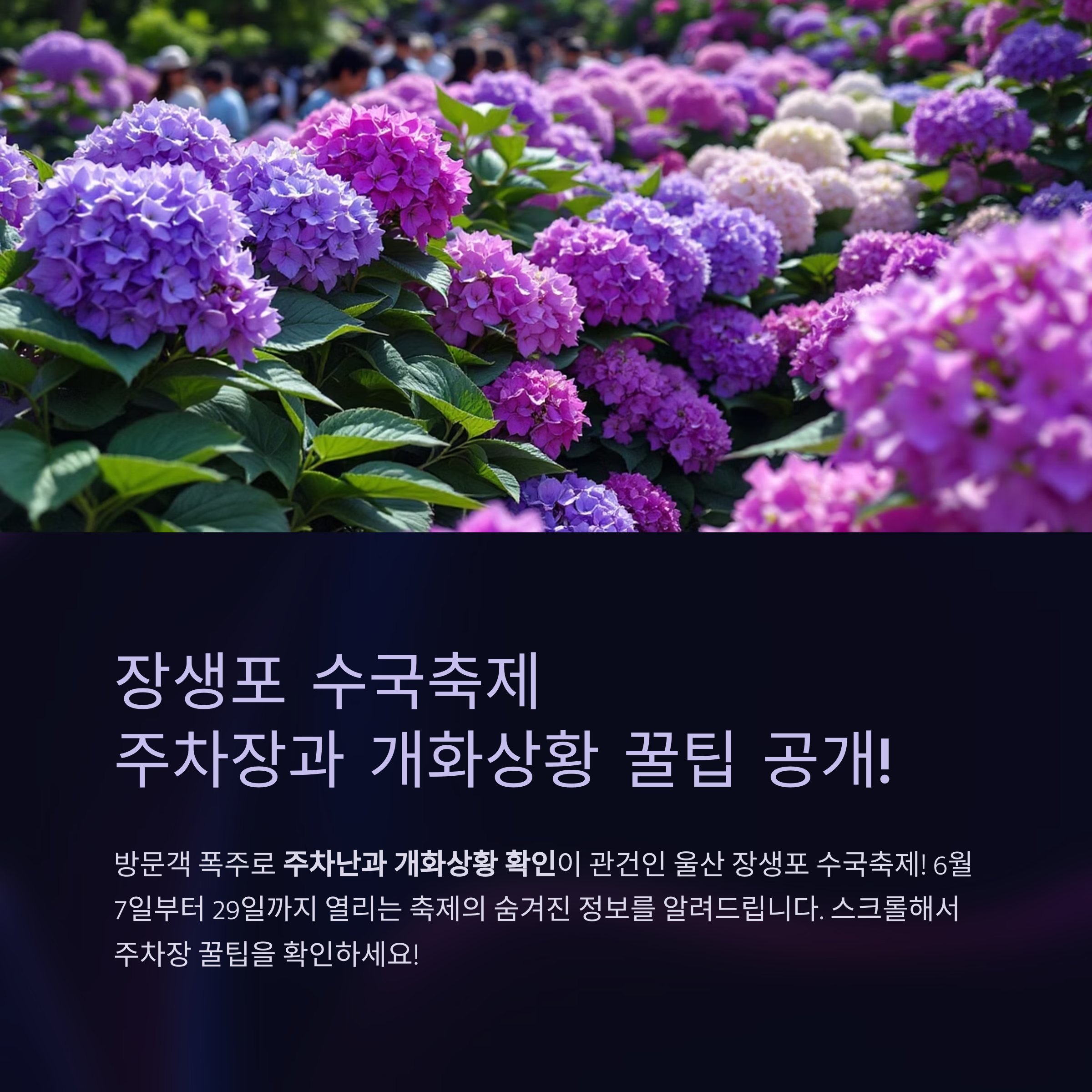 장생포 수국축제 주차장, 개화상황 실시간 파악법