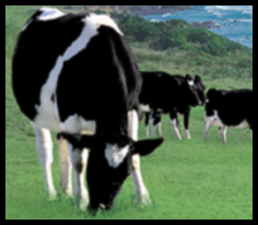 셀트리온 초유 단백질