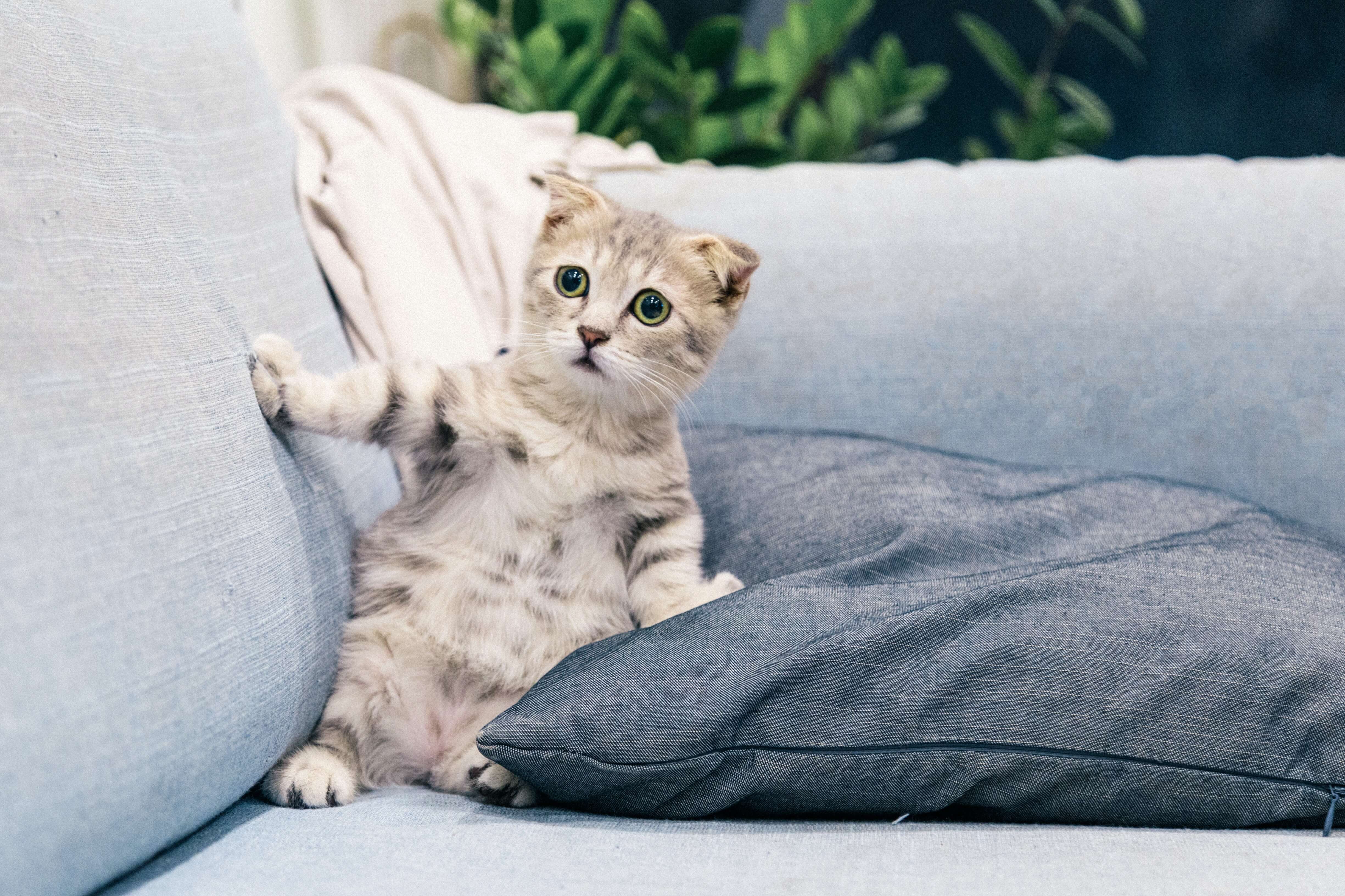 고양이 건강관리