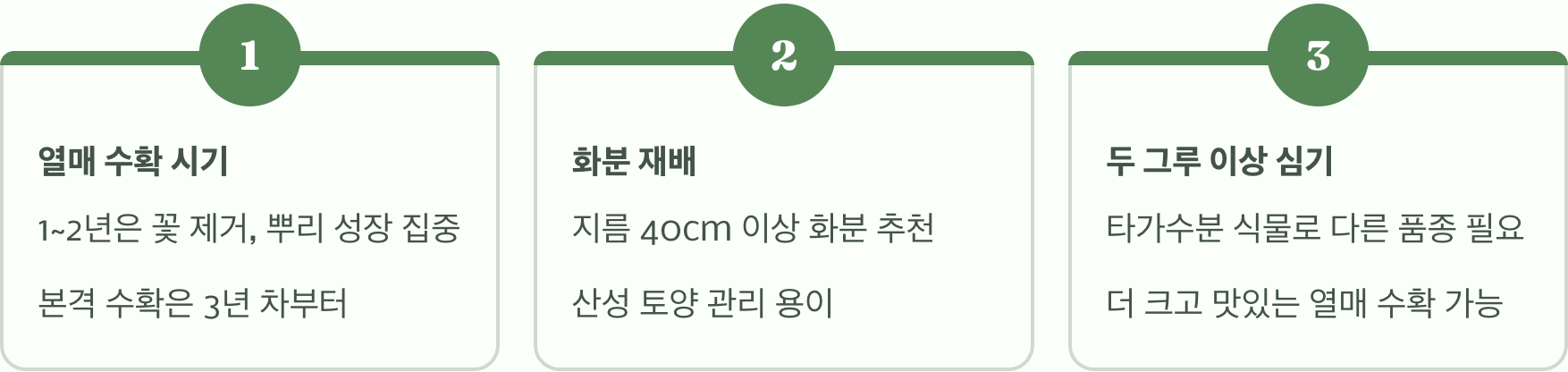 블루베리묘목 심는 시기, 봄과 가을 중 언제가 최적일까?
