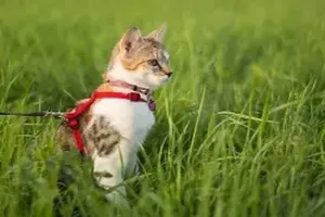고양이