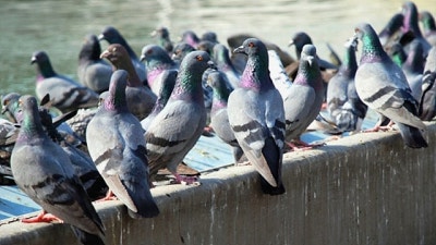 비둘기 무리 사진