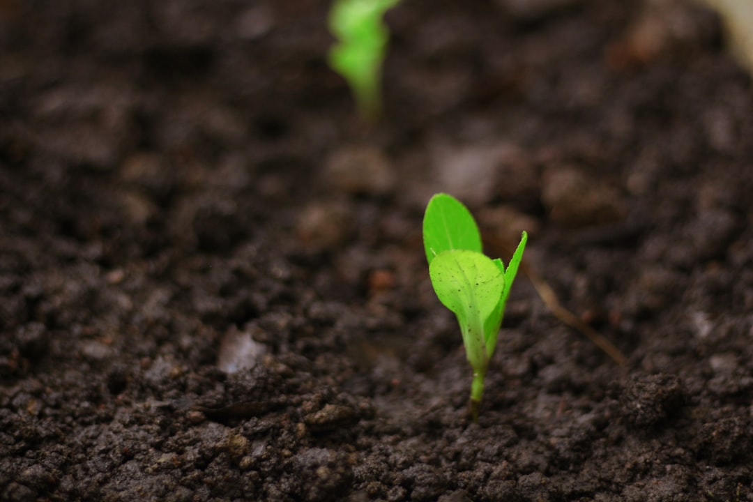 Growth