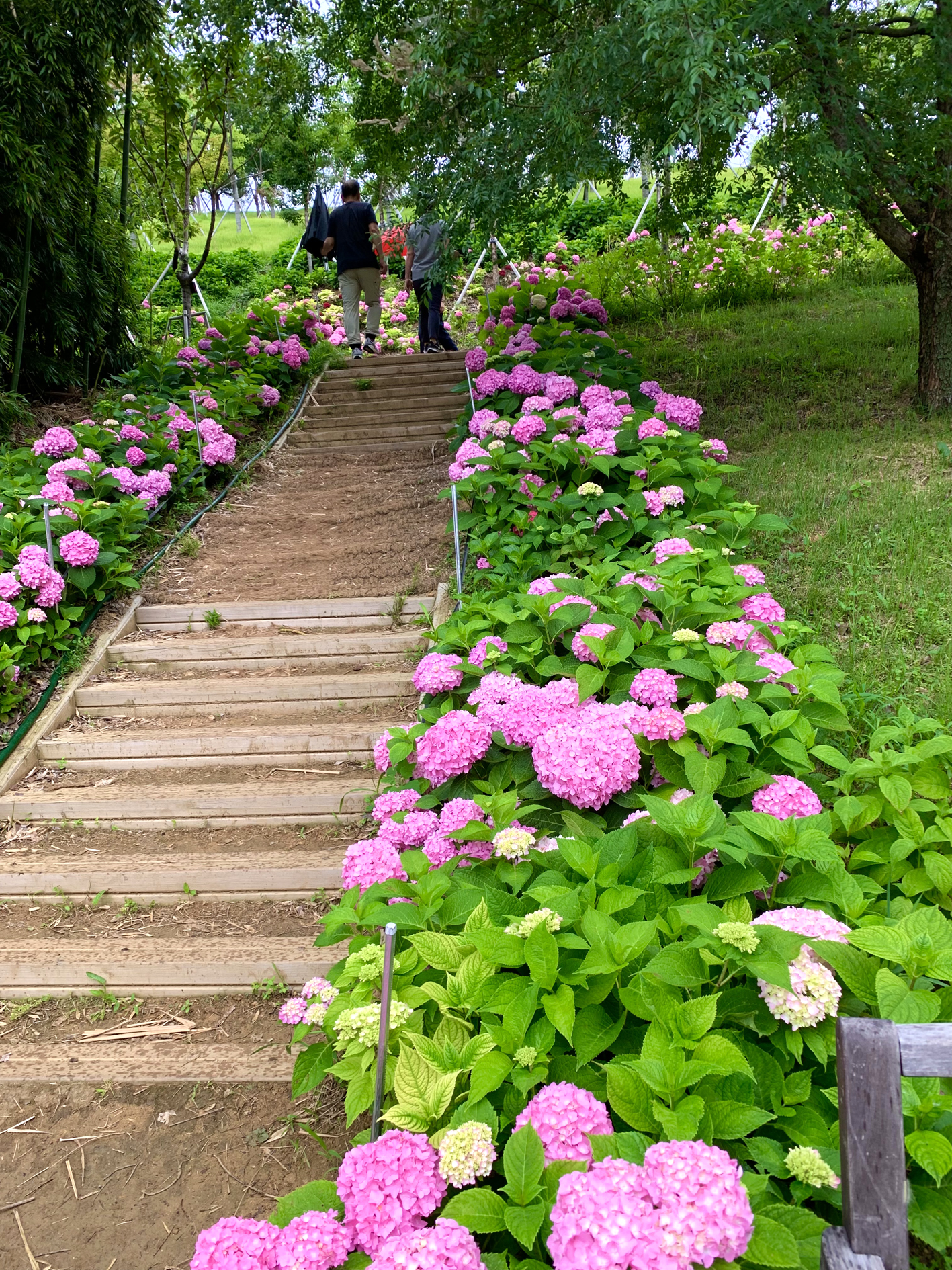구미다온숲 수국핀 모습입니다.