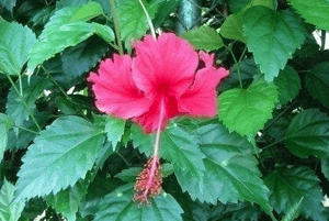 히비스커스의 효능05