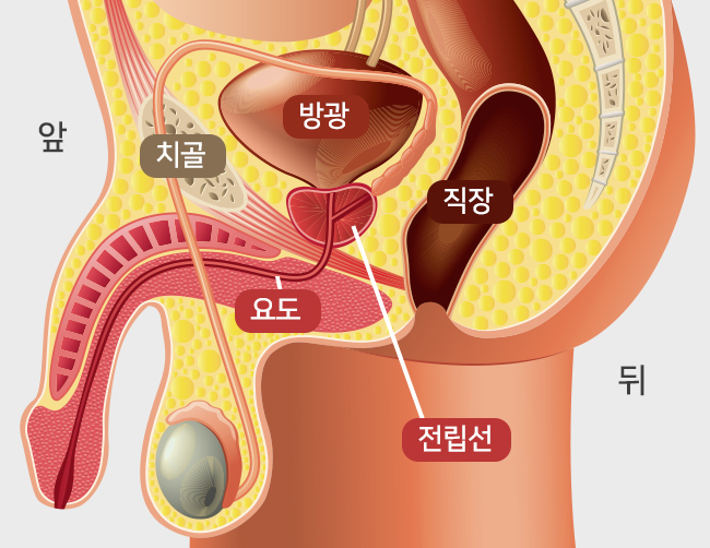 전립선