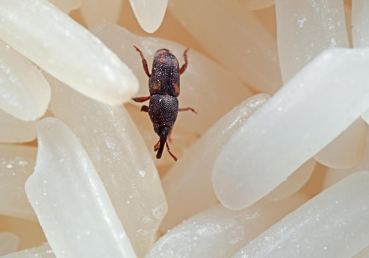 쌀에서 발견되는 곡물 곤충 예시 (쌀바구미)
