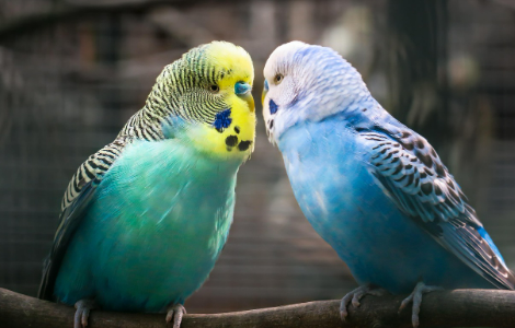 앵무새 돌봄의 변화