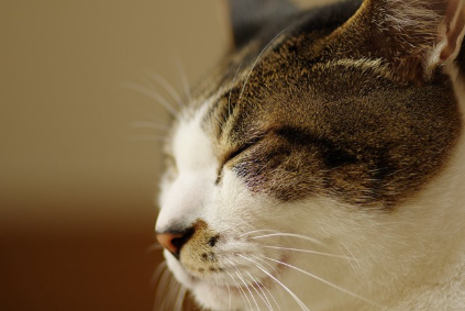 눈을 감고 있는 고양이.