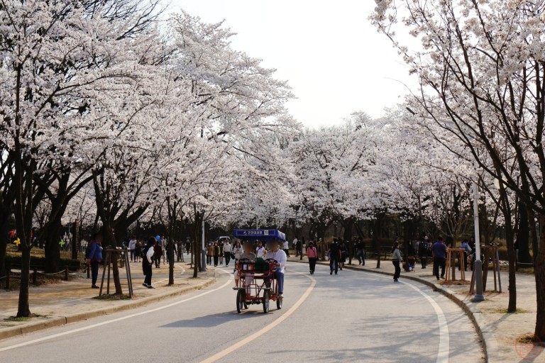 인천대공원 벚꽃