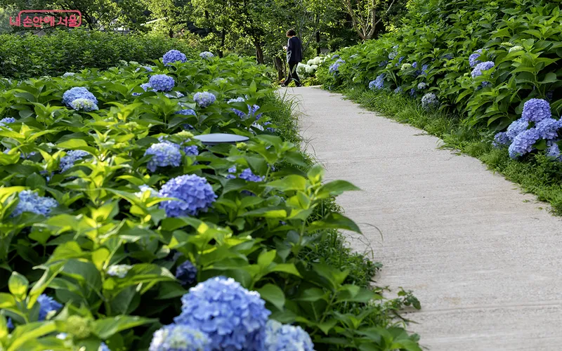 초안산수국동산