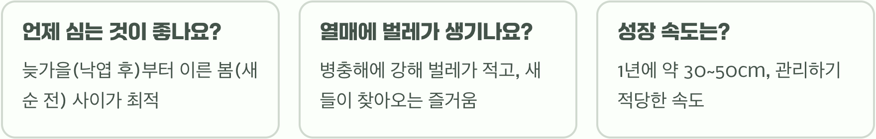 전원주택 정원수로 산딸나무 강력 추천하는 5가지 이유 (조경 꿀팁)