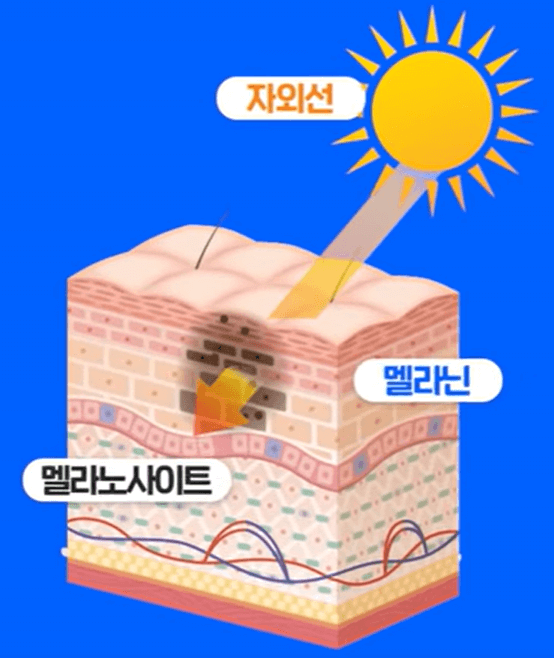 피부가 타는 과정