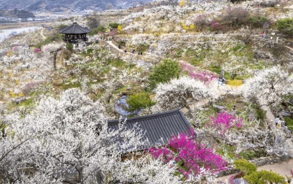 2024 양산 원동 순매원 매화축제 기간 및 장소 기차 셔틀버스 알아보기