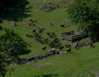 하늘마루 염소 목장 체험 안내 