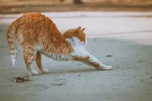 고양이
