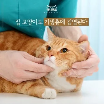 고양이 기생충 사진 약 증상_6
