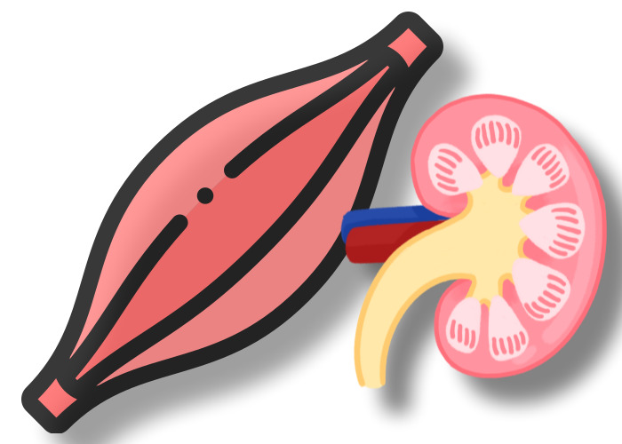 근육과-신장-그림