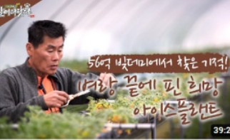 생방송 오늘 아침 아이스플랜트 얼음채소 주문 방법(암 예방 확률 2배) 관련사진