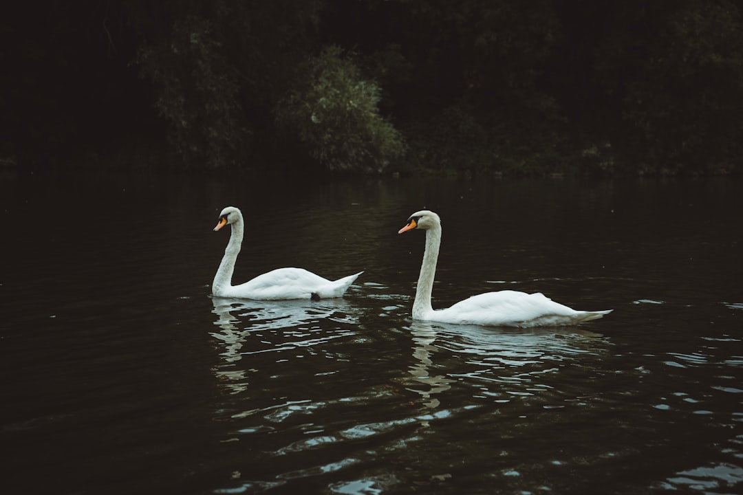 Pairing