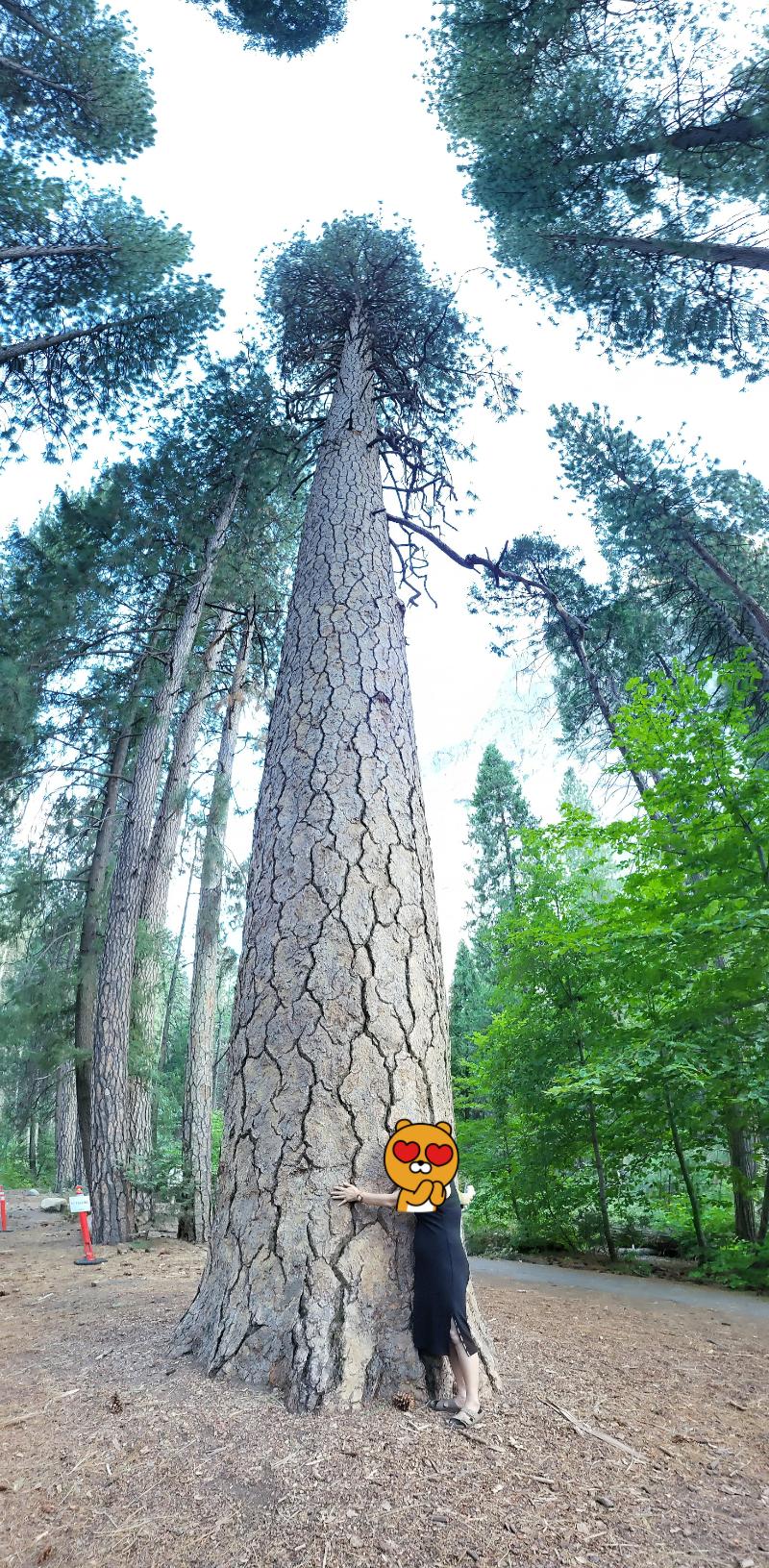 요세미티 국립공원 후기