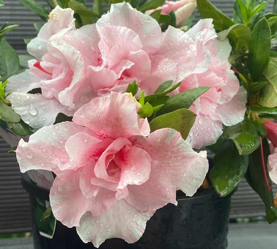 Azalea