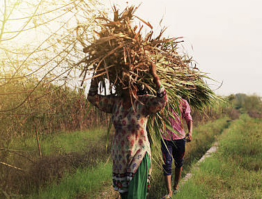 폴리코사놀의효능
