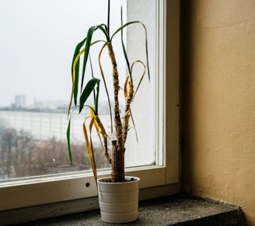 식물이 죽어가는 신호와 되살리는 방법