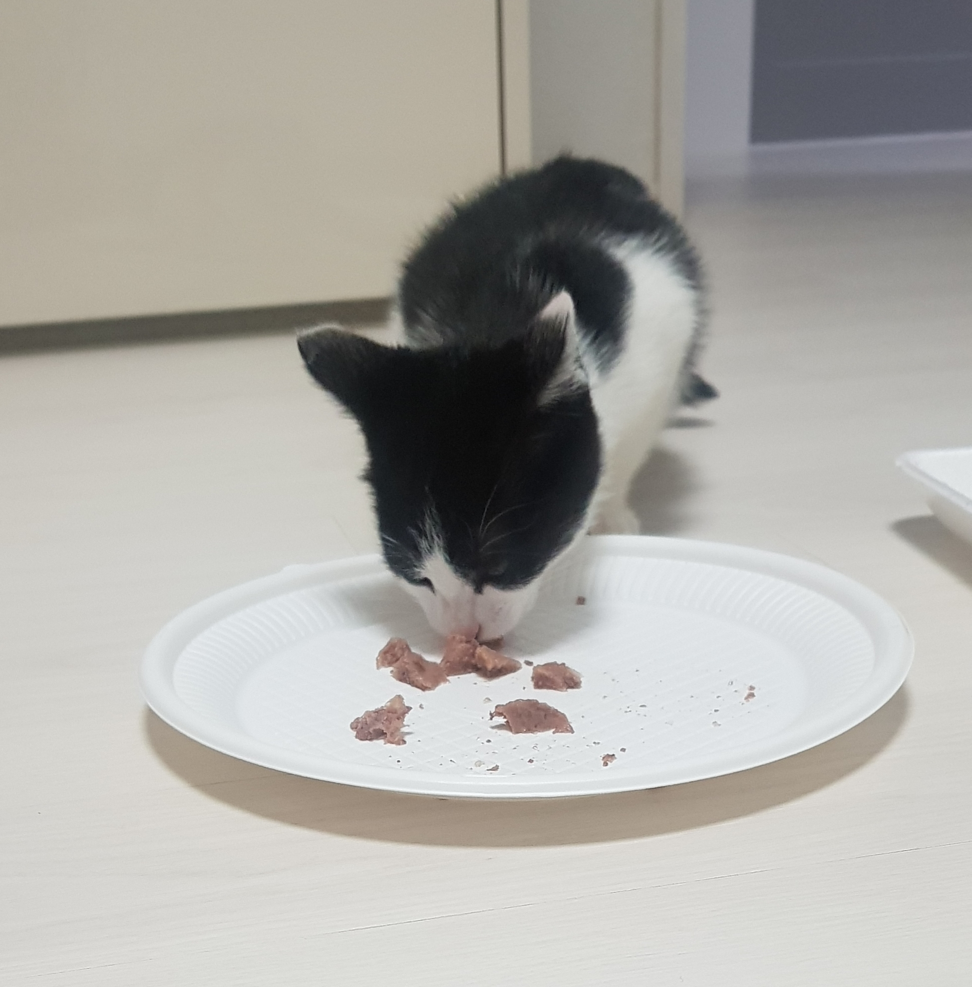 아기 길고양이 강아지 캔 먹음