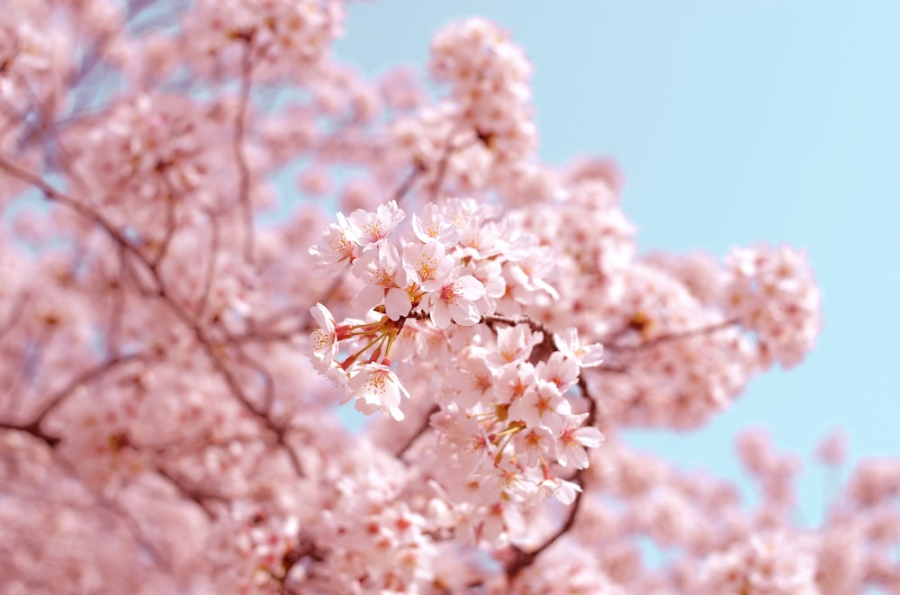 기침의 원인 #2 - 알레르기