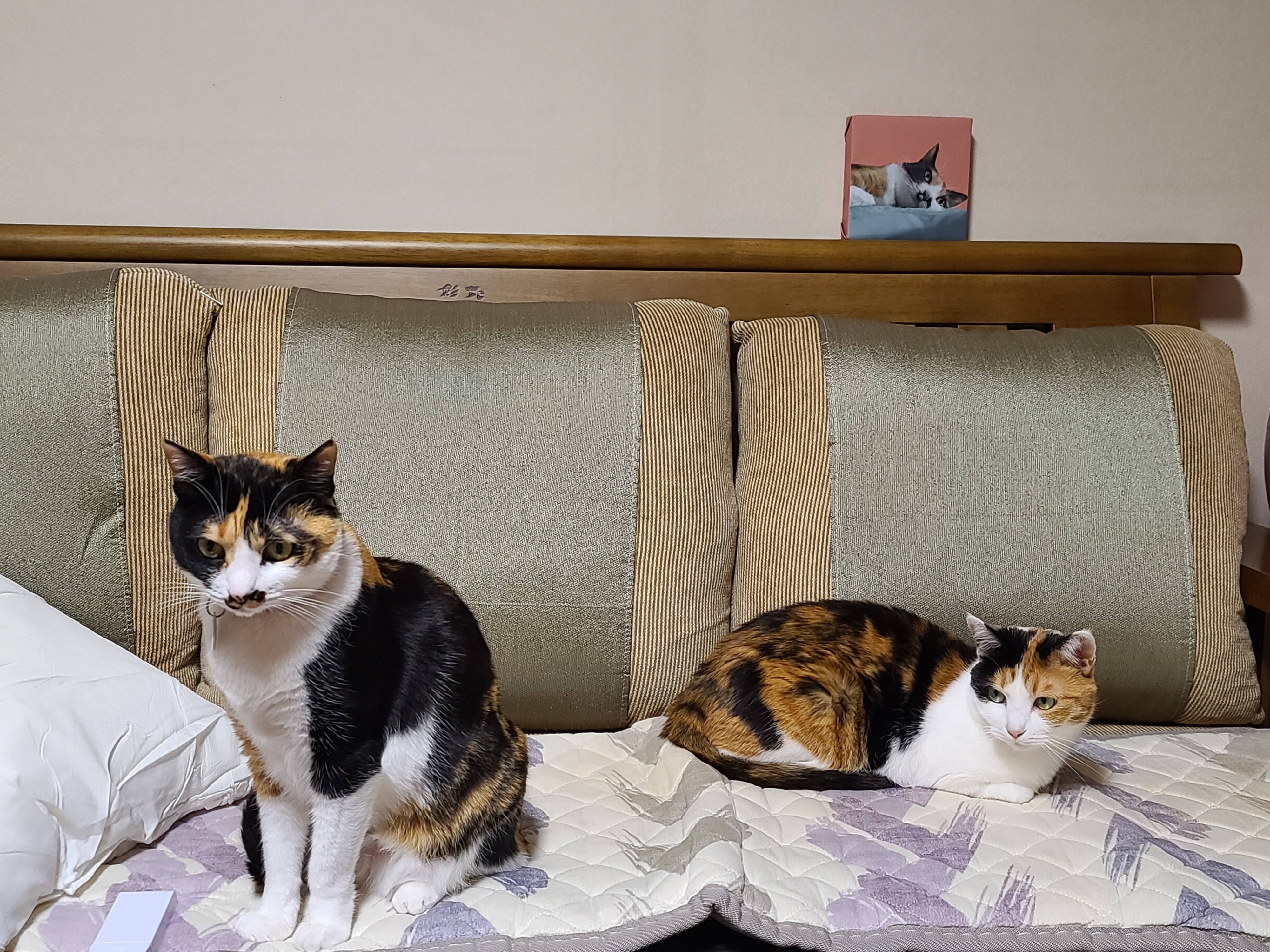 우리집 고양이들에게 전기장판은 선택이 아닌 필수! 보일러가 고장난 3일동안 아홉냥이들은...