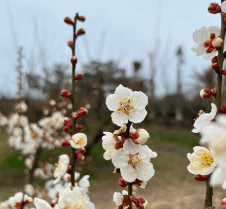 2023 휴애리 매화축제 제주도 가볼만한 곳 휴애리 자연생활공원