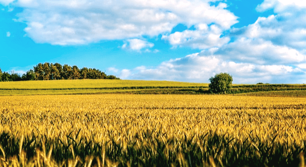누렇게 잘 익은 보리들이 가득한 대지가 있고 파란 하늘에 하얀 구름들이 가득하다.