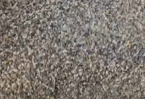 더덕 씨앗 파종 시기와 재배 방법 🌱 발아부터 키우는 법까지! 1