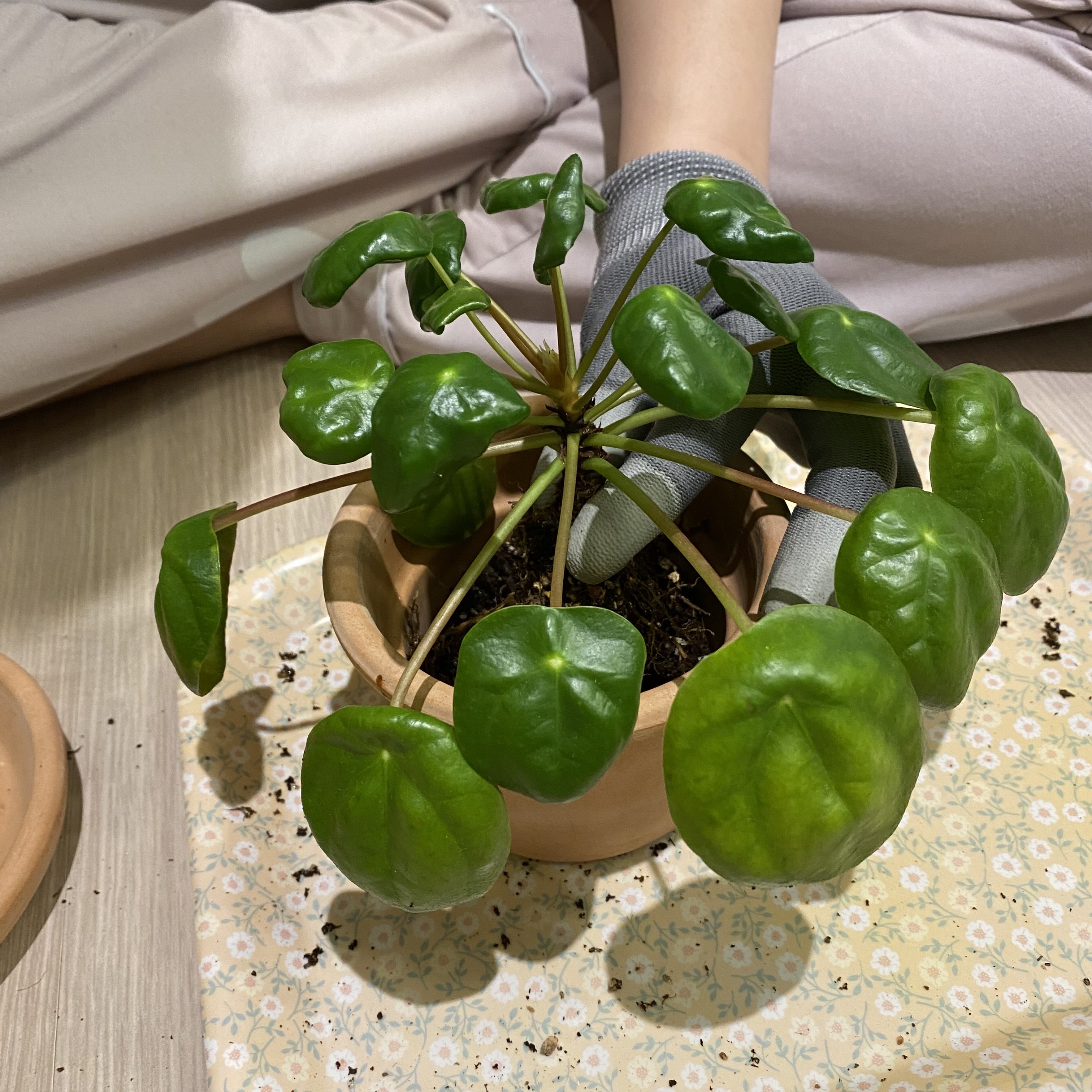 필레아페페 분갈이하기