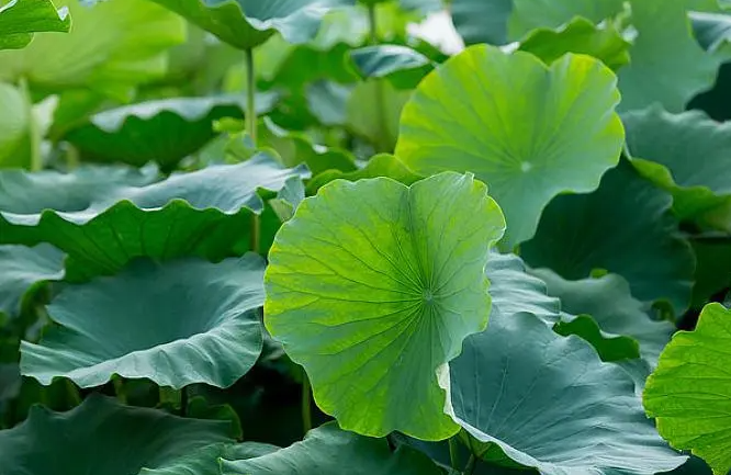 연잎