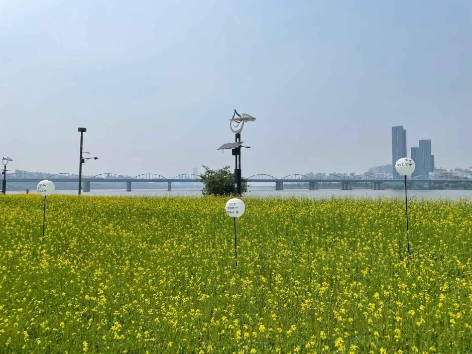 2024한강서래섬유채꽃축제