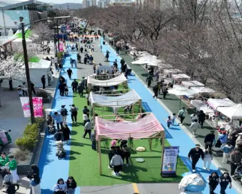 안동 벚꽃축제_11