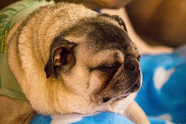 강아지/고양이 사료 선택 가이드를 살펴보자