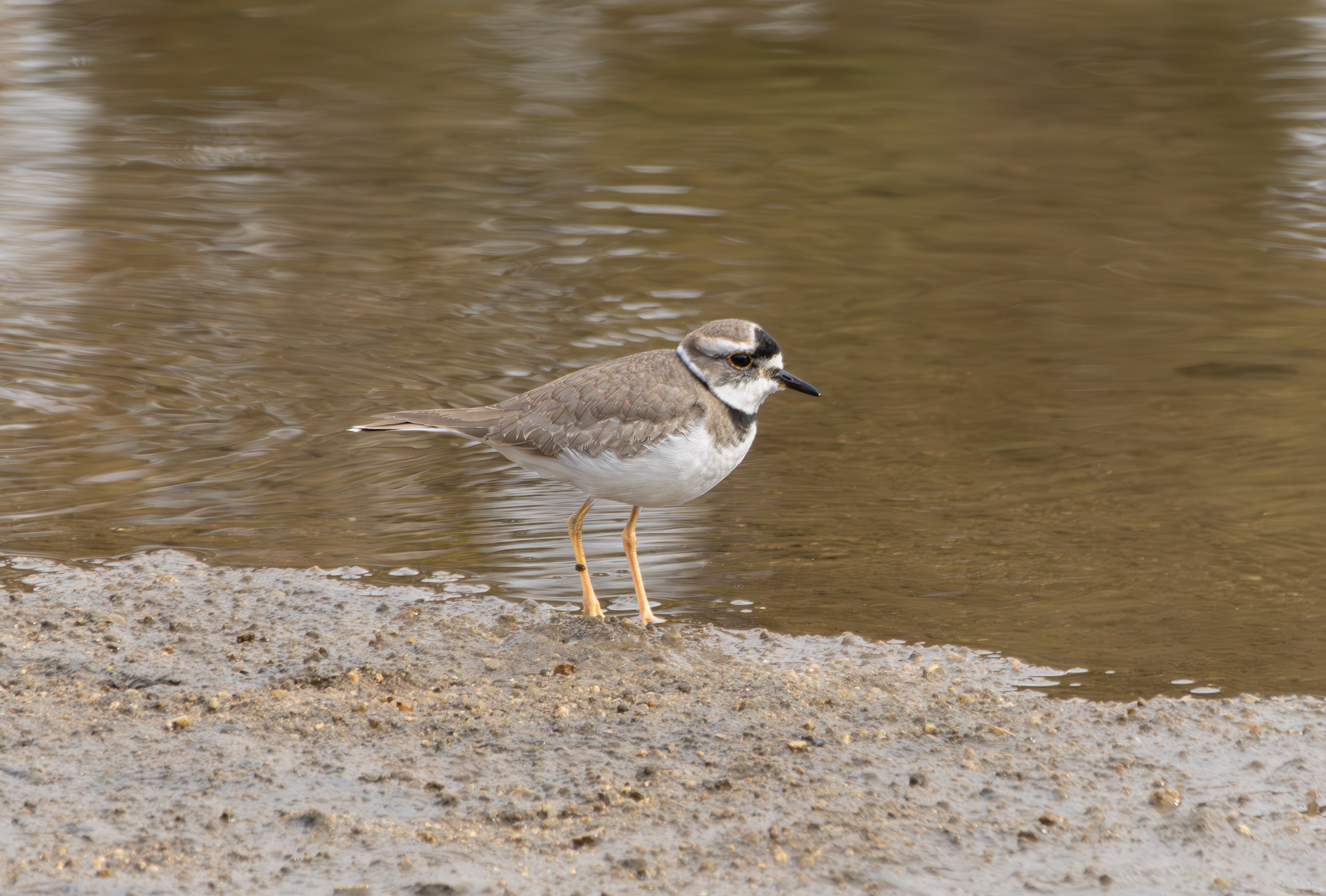 흰목물떼새, 갯벌 위의 마지막 경계자